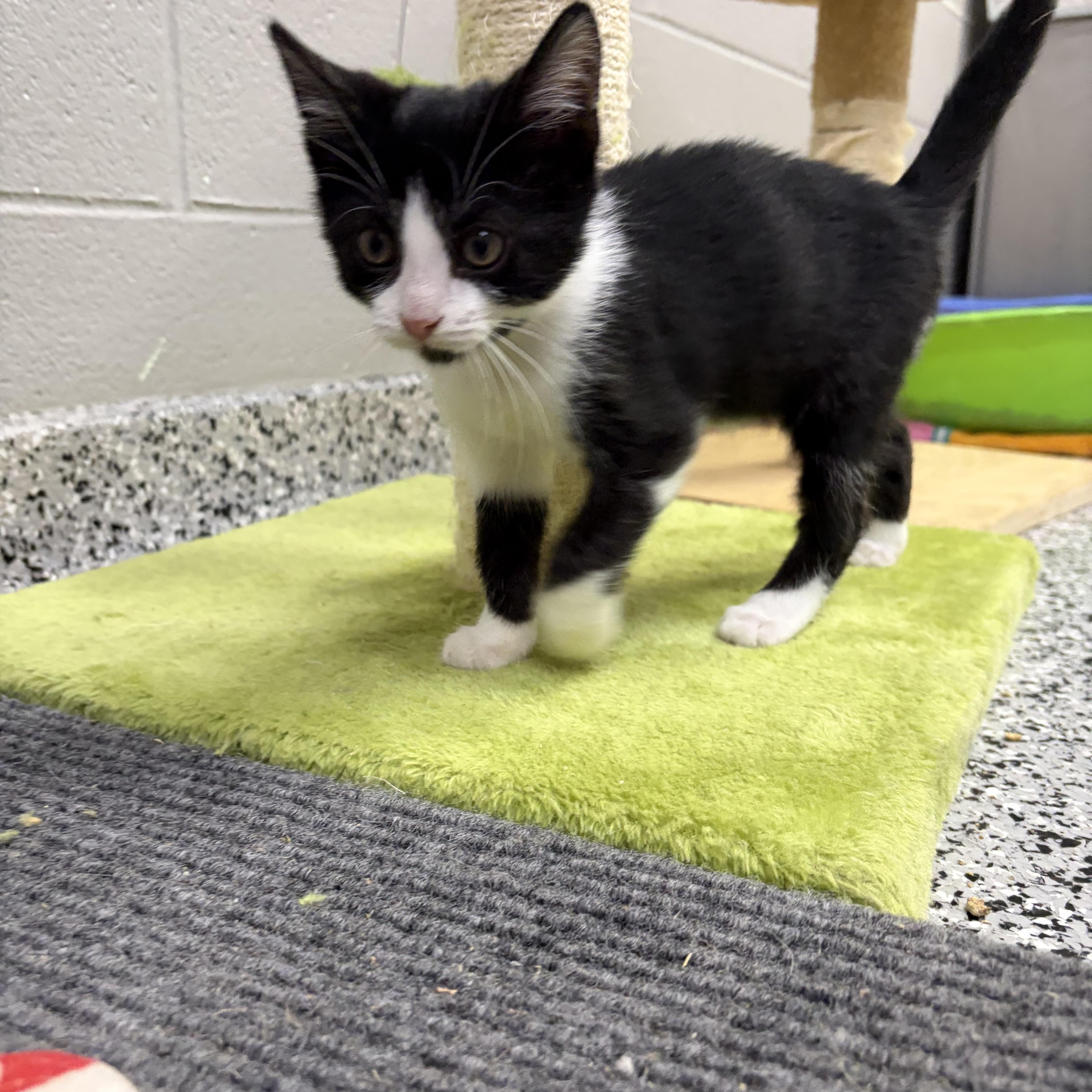 Enlarge Uno *, an adoptable Domestic Short Hair in Douglas, MI image 5/5