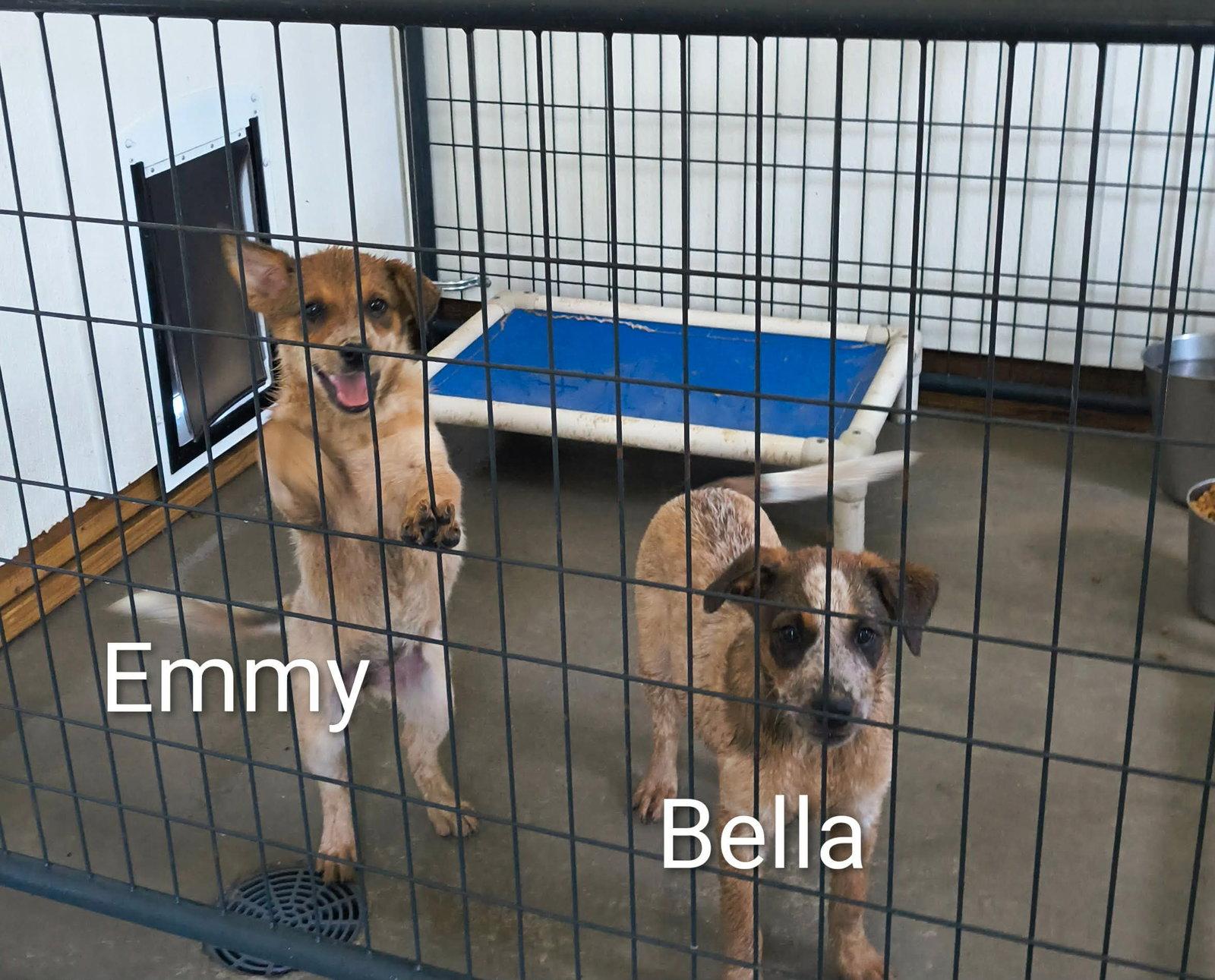 Enlarge Bella, a Adopted Shepherd in Stover, MO image 1/3