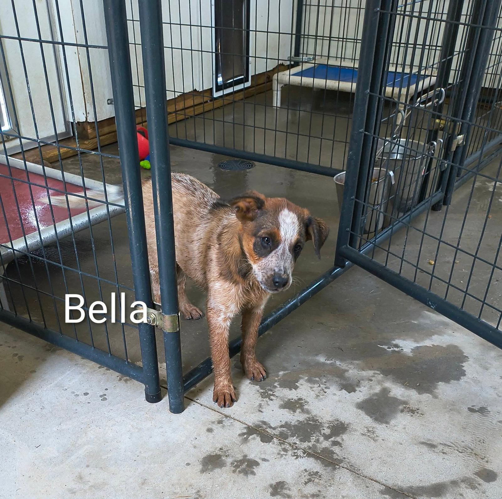 Enlarge Bella, a Adopted Shepherd in Stover, MO image 2/3
