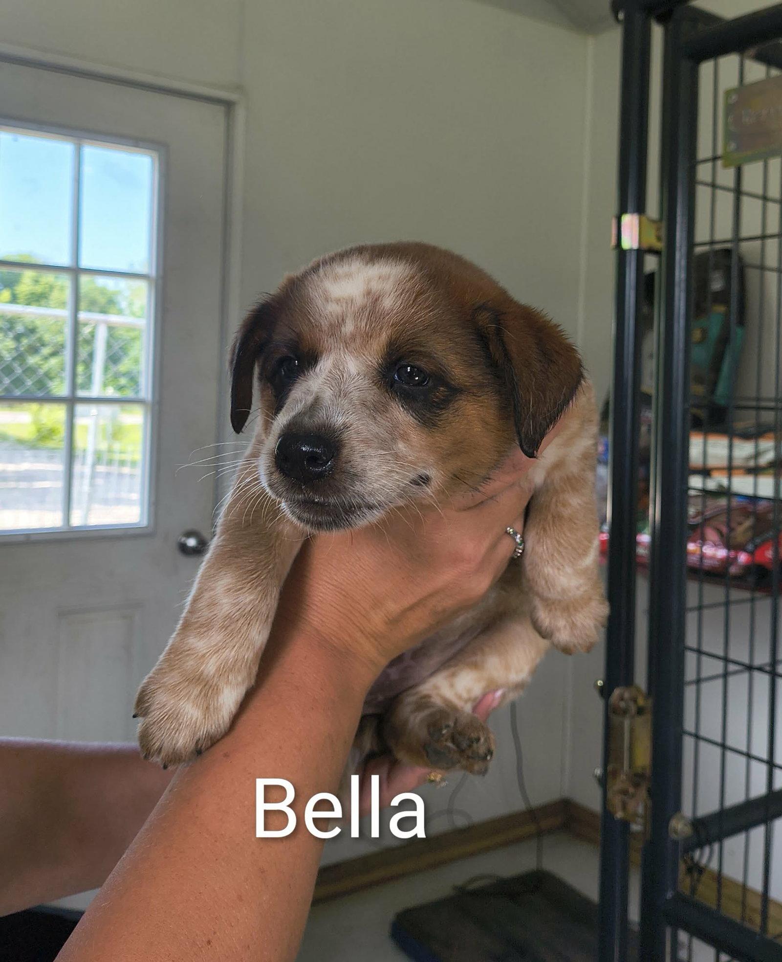 Bella, Adoptable, Puppy Female Shepherd.