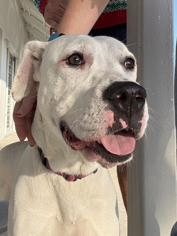 Powder, Adoptable, Young Female Pit Bull Terrier.