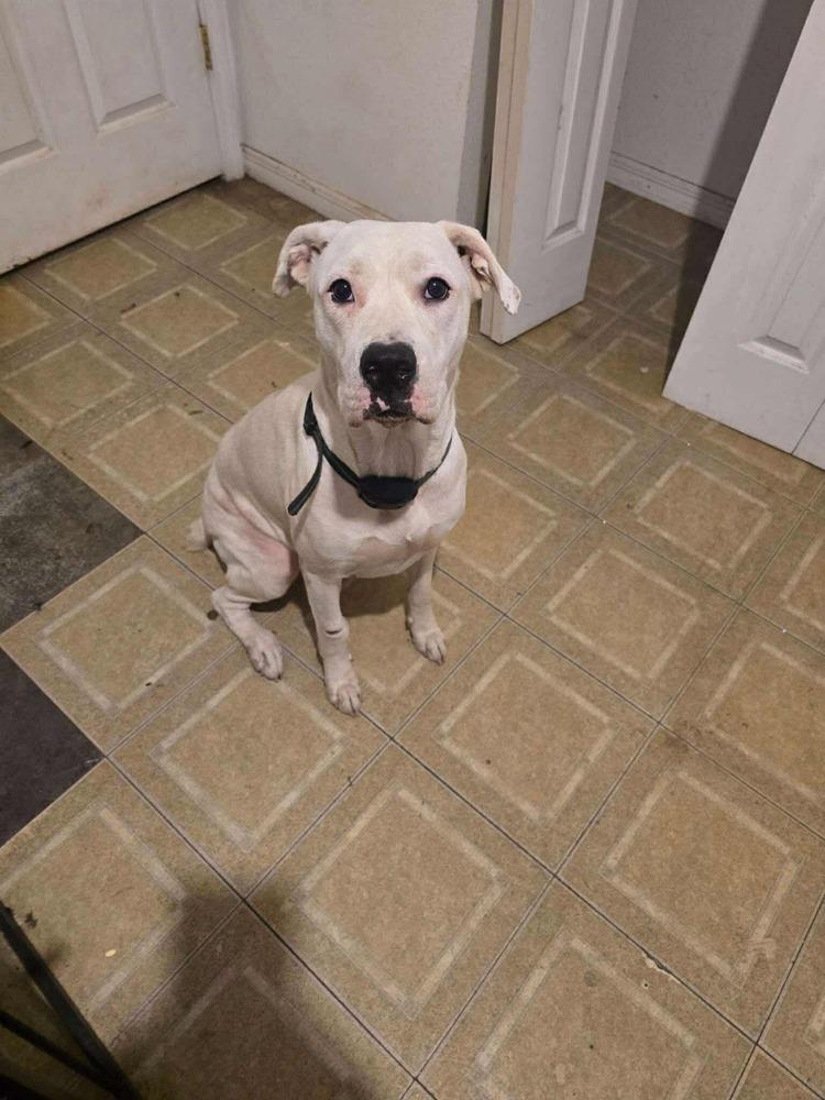 Powder, Adoptable, Young Female Pit Bull Terrier.