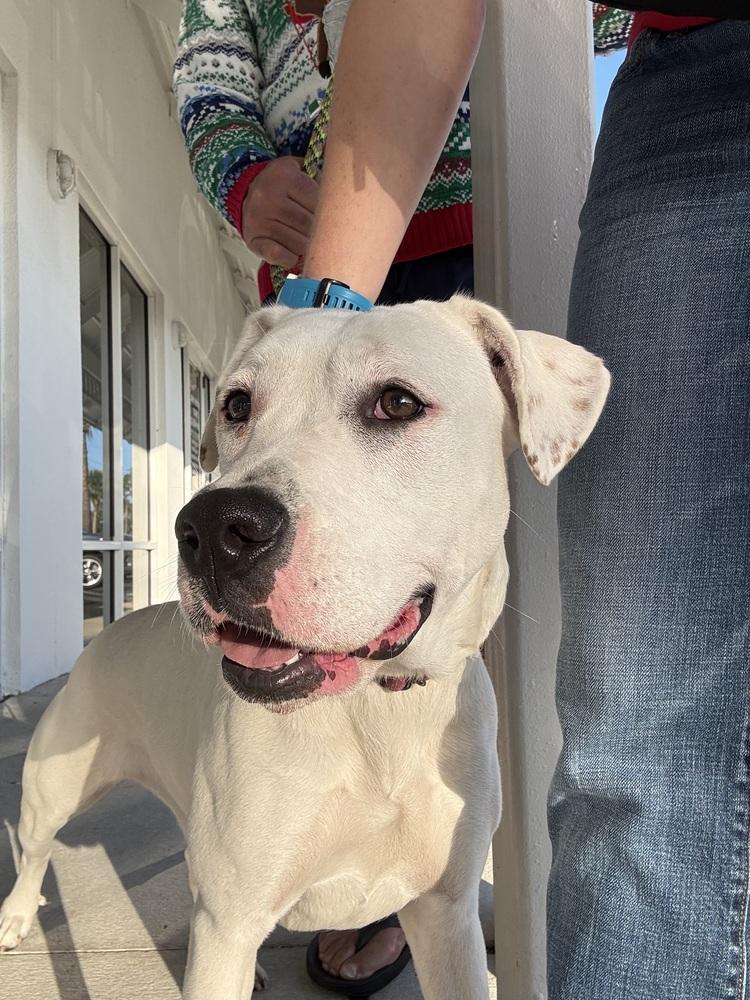 Enlarge Powder, a Adoptable mixed breed in Palm Bay , FL image 3/3