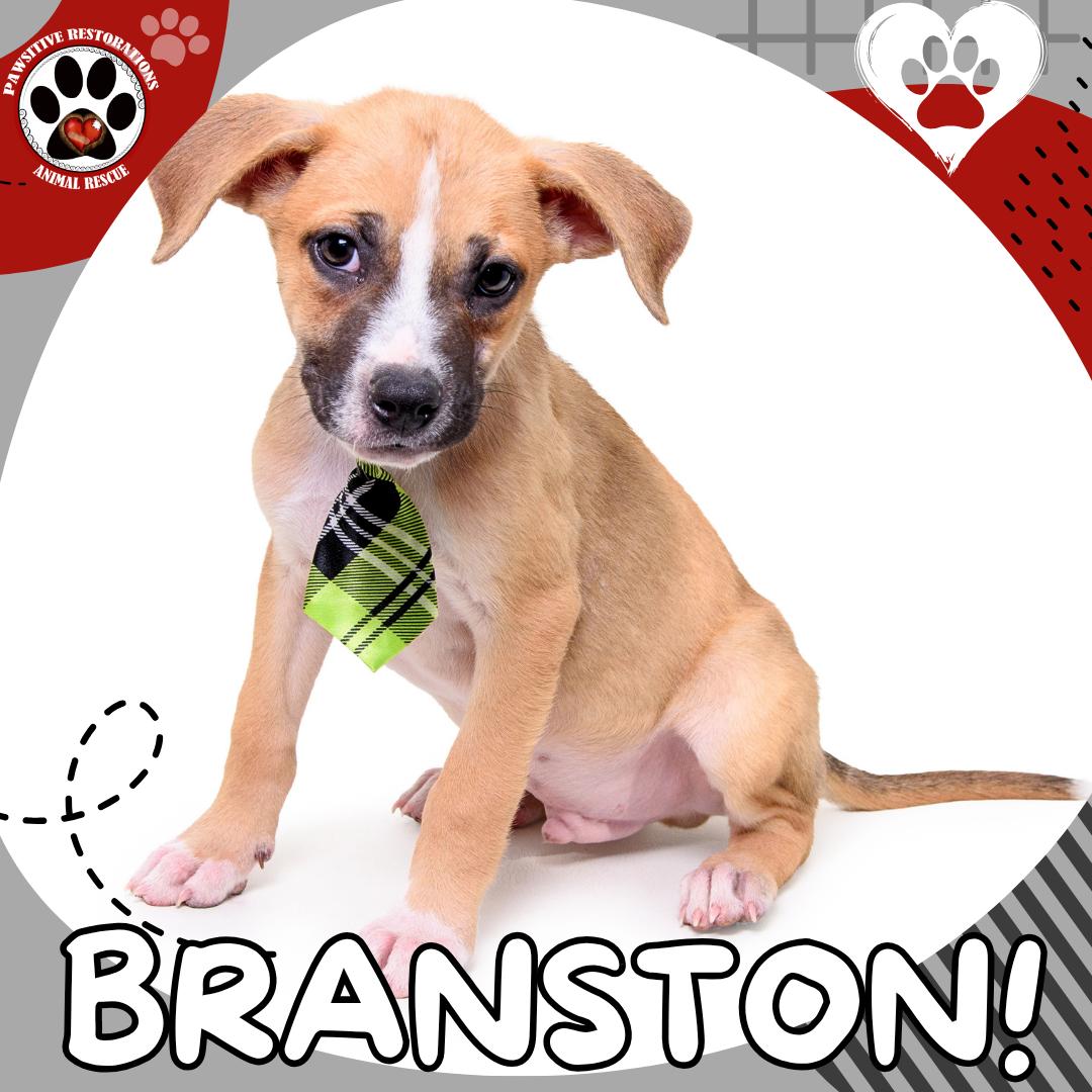 Enlarge BRANSTON, a Adoptable mixed breed in Aurora, CO image 2/5