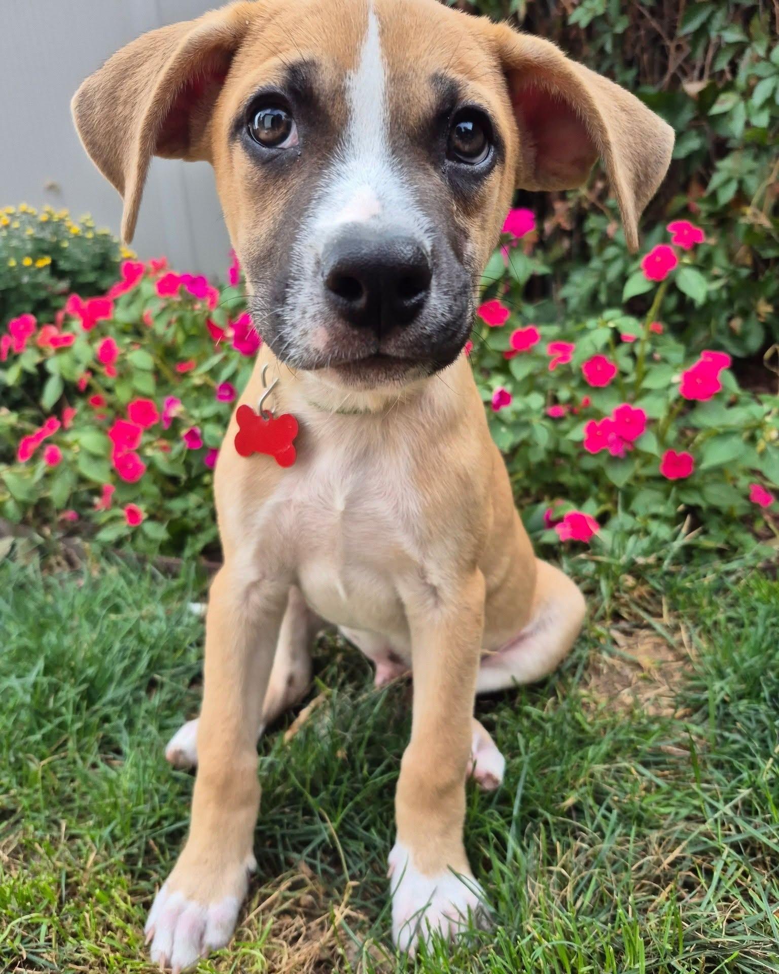 Enlarge BRANSTON, a Adoptable mixed breed in Aurora, CO image 1/4