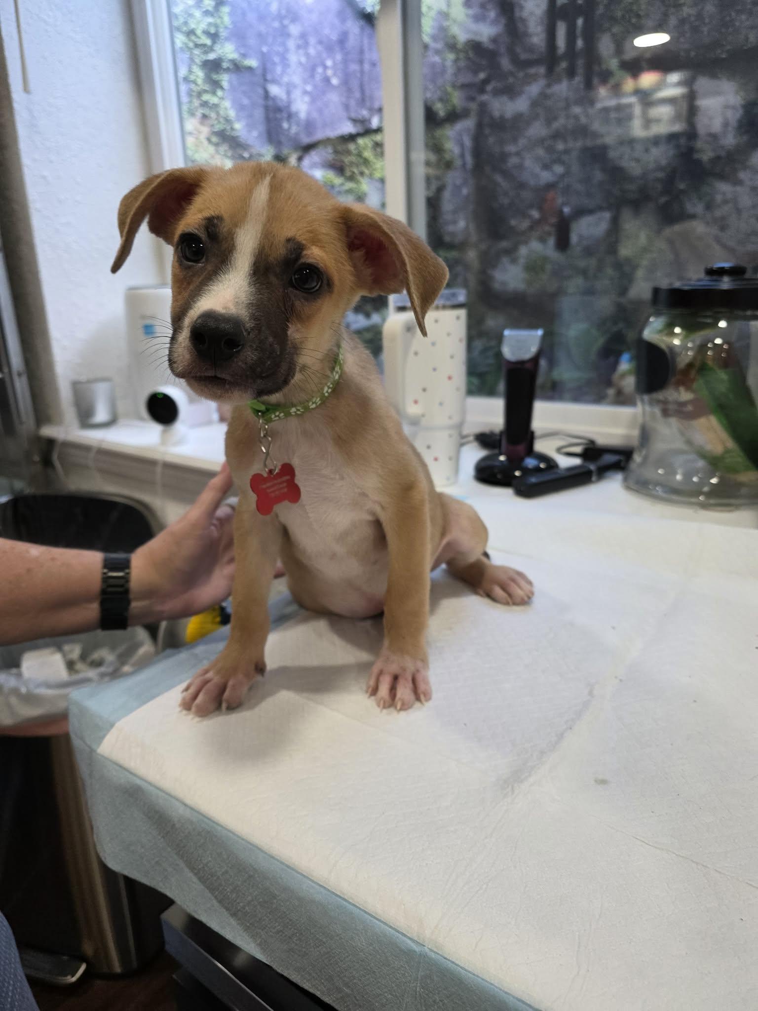 Enlarge BRANSTON, a Adoptable mixed breed in Aurora, CO image 4/5