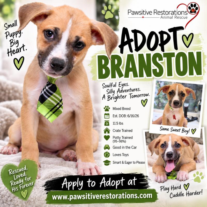 BRANSTON, Adoptable, Puppy Male Australian Shepherd.