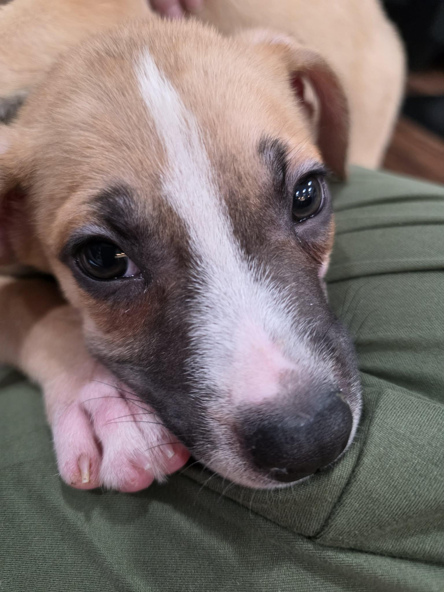 Enlarge BRANSTON, a Adoptable mixed breed in Aurora, CO image 3/5