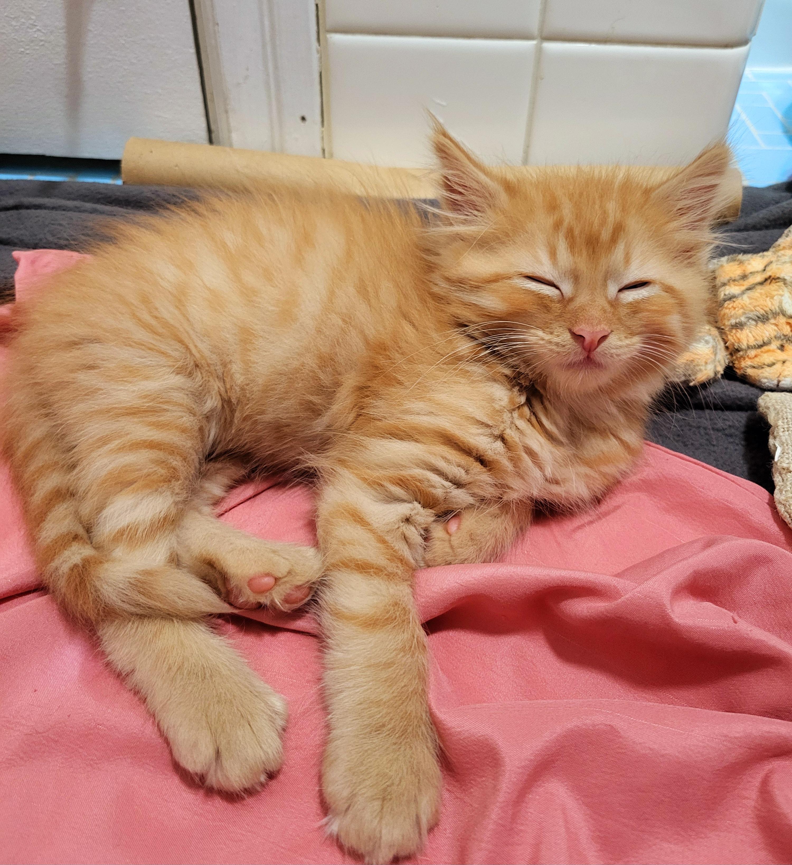 Speedo & Bikini, an adopted Domestic Medium Hair in Milwaukee, WI image 4/6