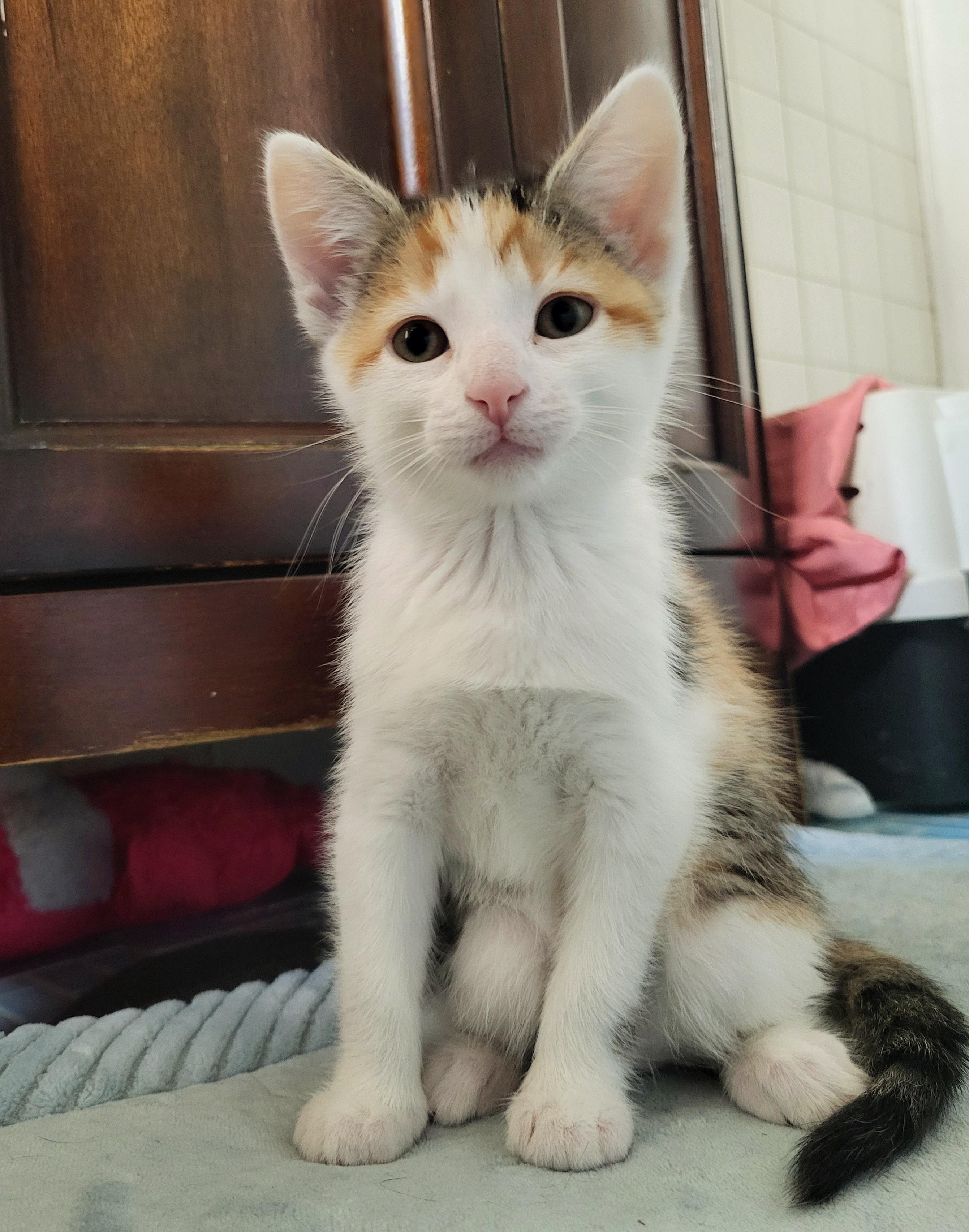 Speedo & Bikini, an adopted Domestic Medium Hair in Milwaukee, WI image 3/6