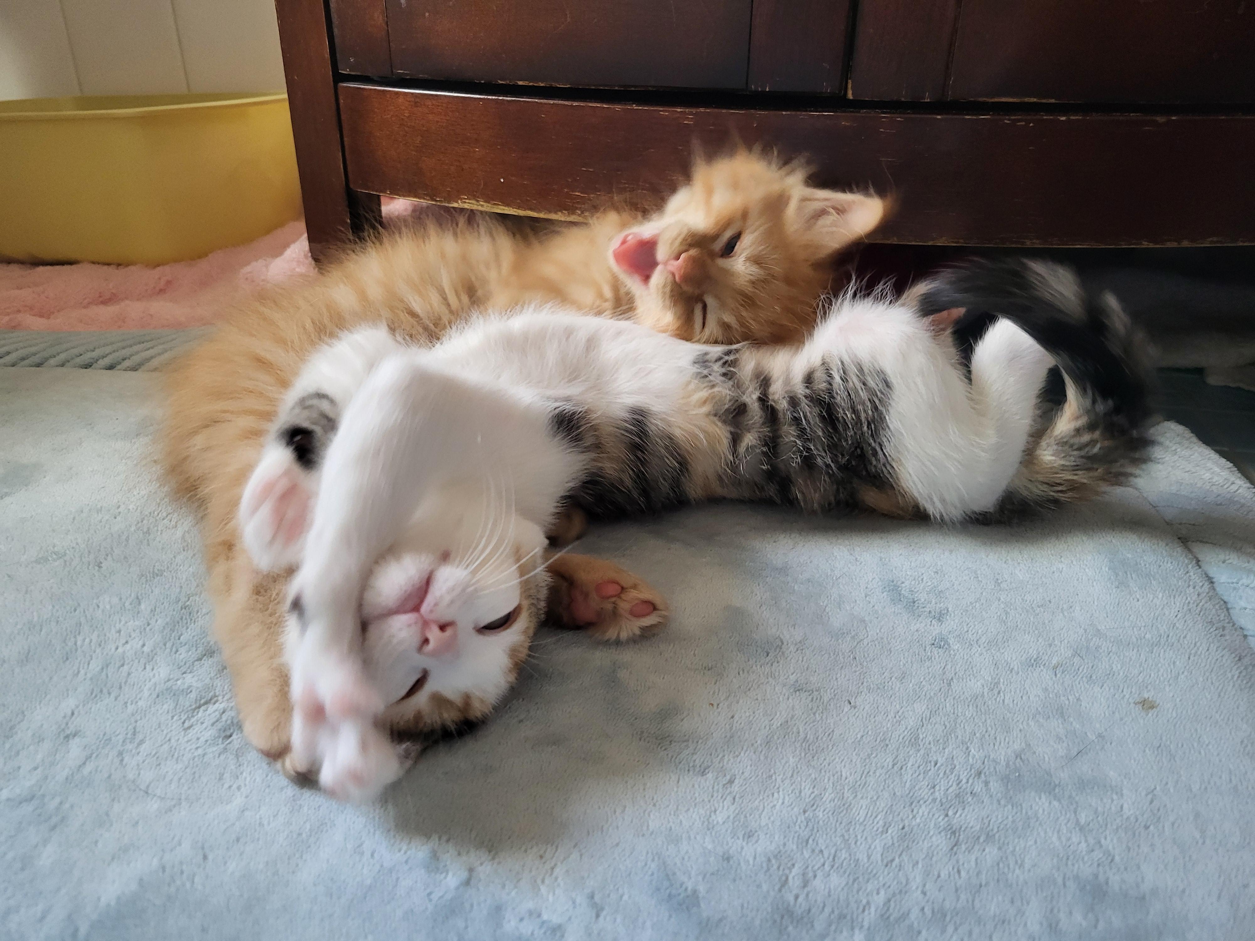 Speedo & Bikini, an adopted Domestic Medium Hair in Milwaukee, WI image 2/6
