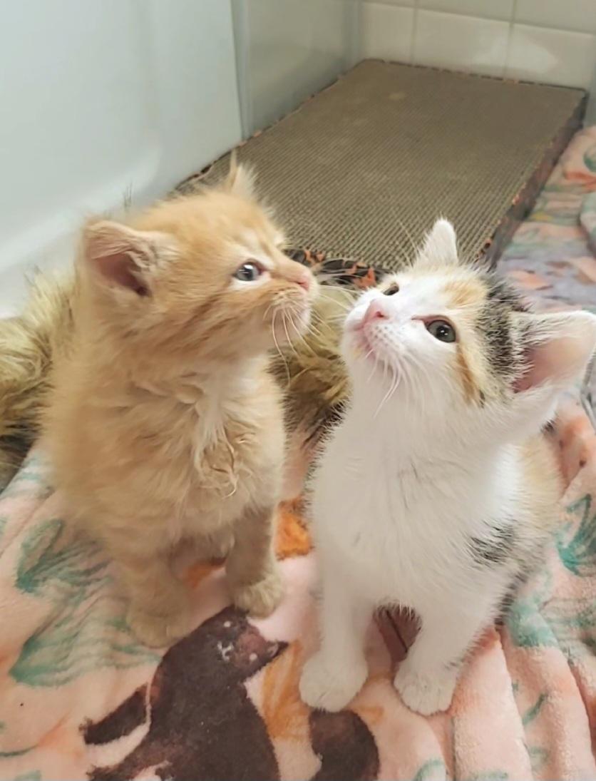 Speedo & Bikini, an adopted Domestic Medium Hair in Milwaukee, WI image 6/6