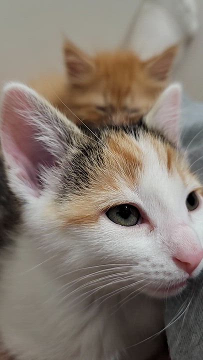 Enlarge Speedo & Bikini, an adopted Domestic Medium Hair in Milwaukee, WI video 5/6