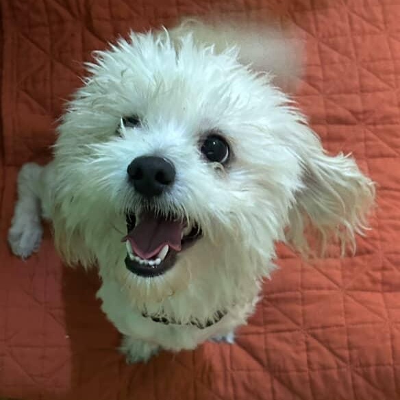 Bastian, an adoptable Maltipoo in Los Angeles, CA, 90034 | Photo Image 3