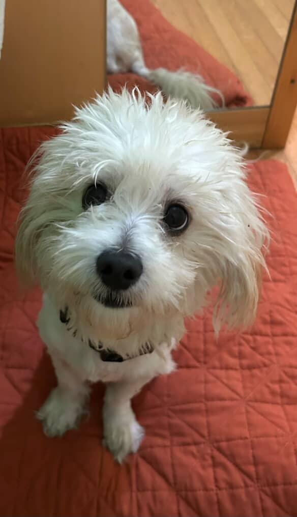 Bastian, an adoptable Maltipoo in Los Angeles, CA, 90034 | Photo Image 1