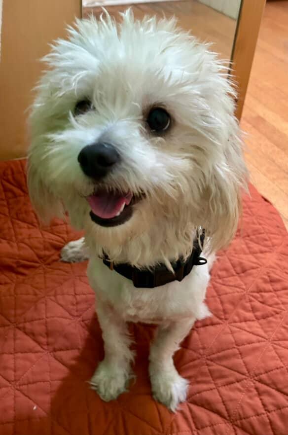 Bastian, an adoptable Maltipoo in Los Angeles, CA, 90034 | Photo Image 2