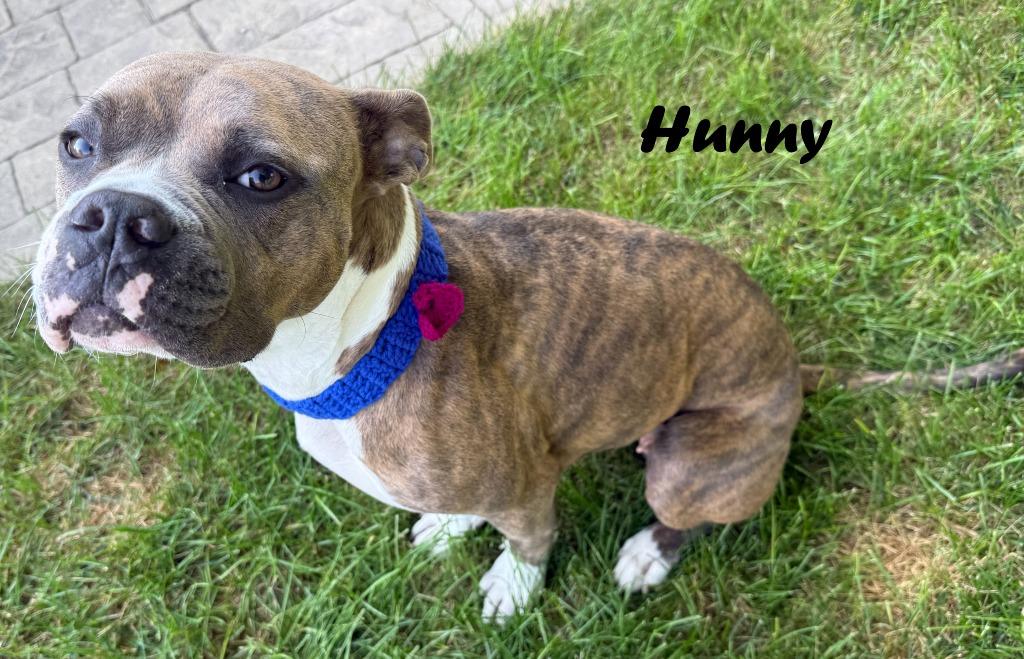 Hunny, Adoptable, Adult Female Pit Bull Terrier & Boxer.