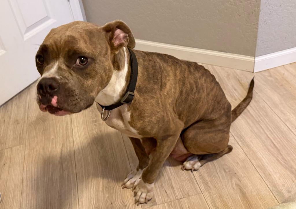 Hunny, Adoptable, Adult Female Pit Bull Terrier & Boxer.
