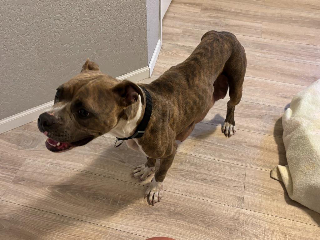 Enlarge Hunny, a Adoptable mixed breed in Owatonna, MN image 2/6