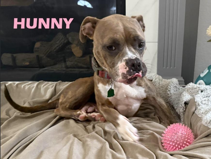 Enlarge Hunny, a Adoptable mixed breed in Owatonna, MN image 4/6