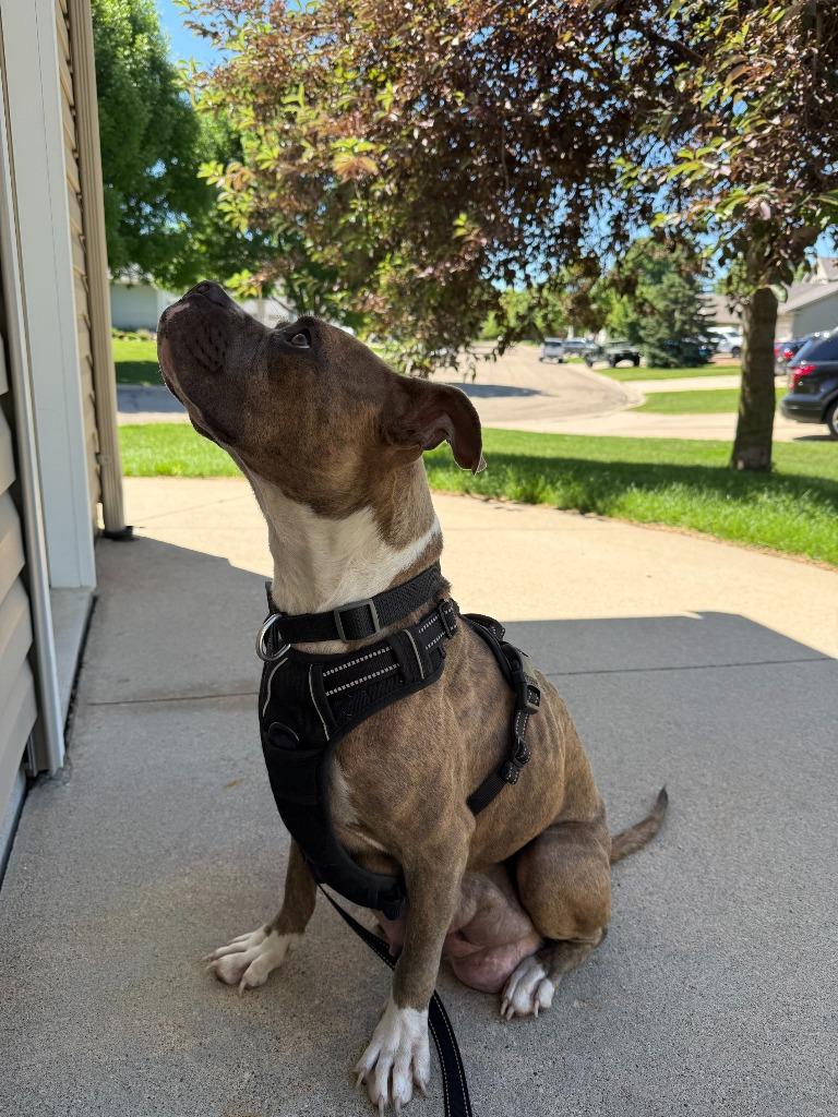 Enlarge Hunny, a Adoptable mixed breed in Owatonna, MN image 5/6