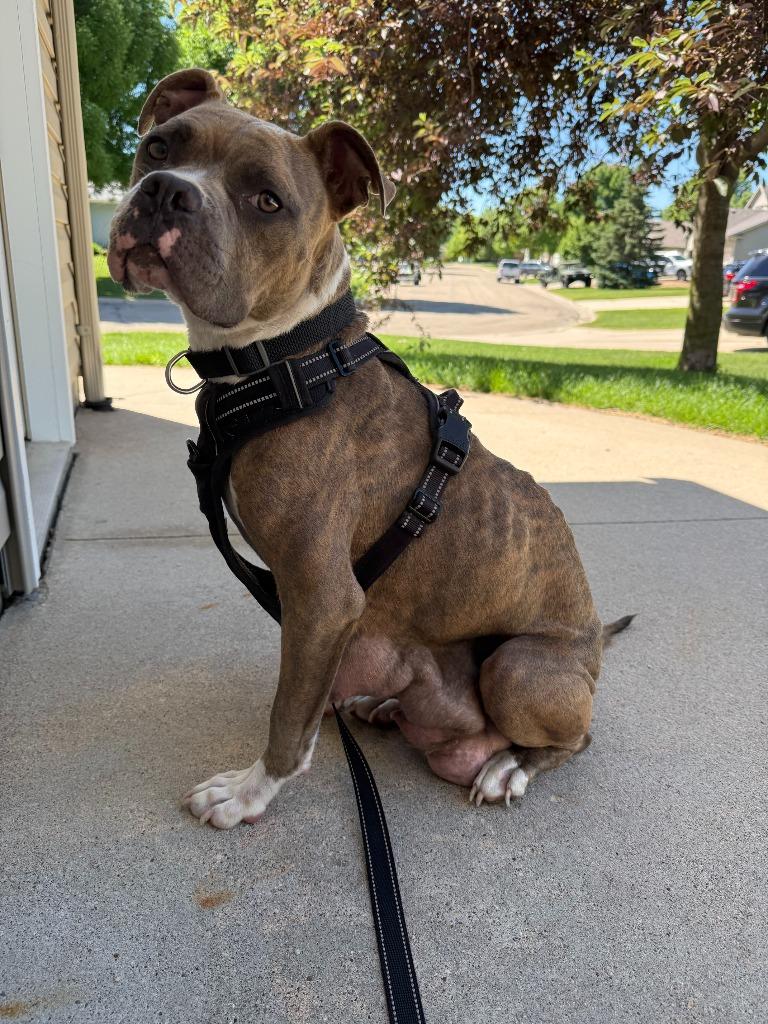 Enlarge Hunny, a Adoptable mixed breed in Owatonna, MN image 6/6
