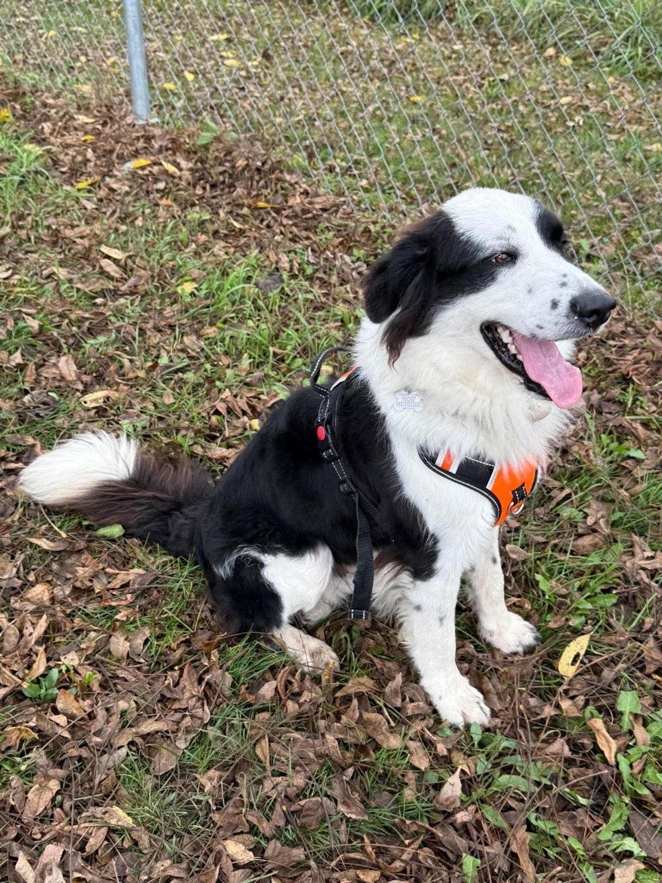Domino, Adoptable, Adult Male Border Collie.