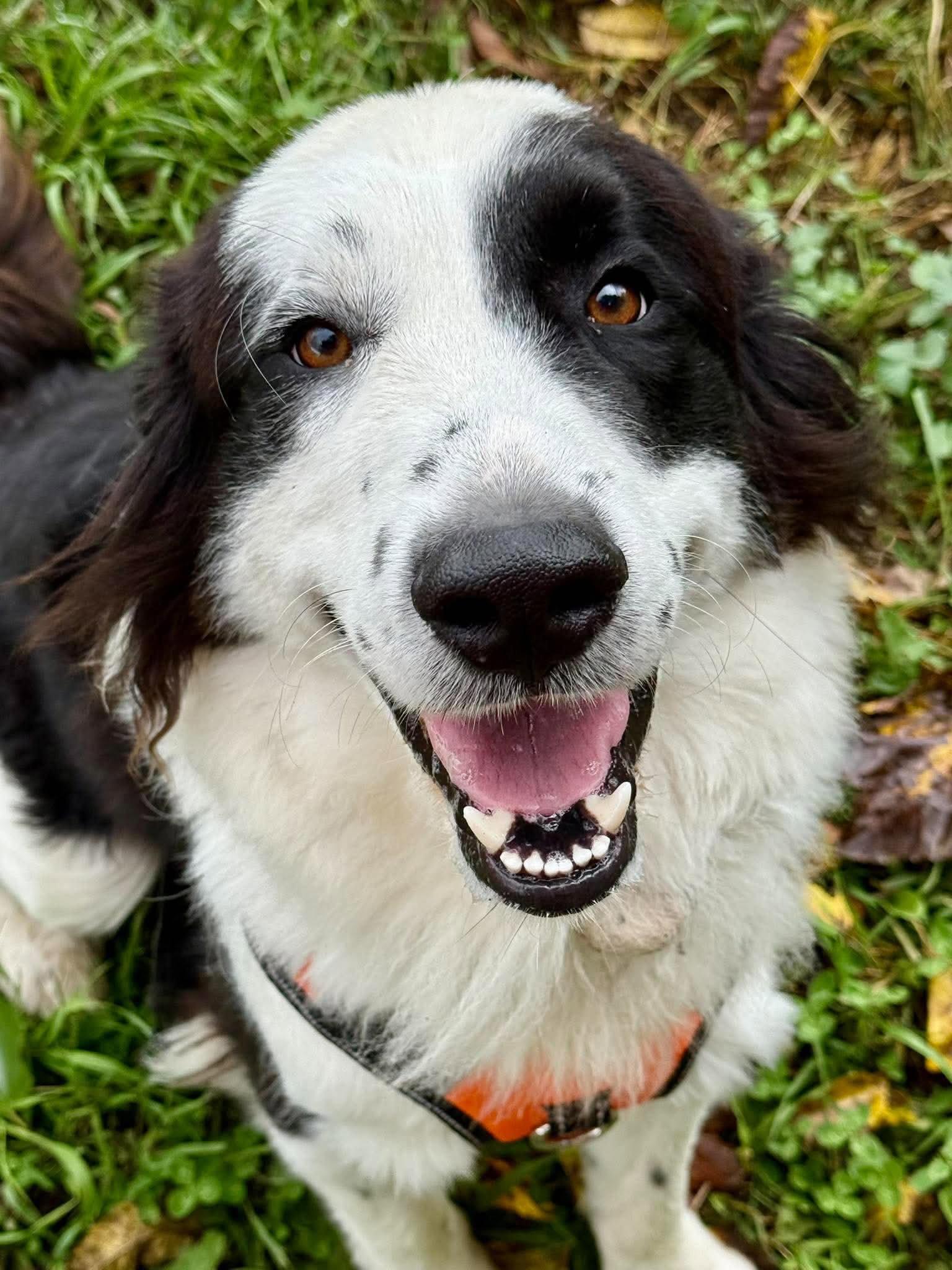 Enlarge Domino, a Adoptable Border Collie in Livonia, MI image 2/3