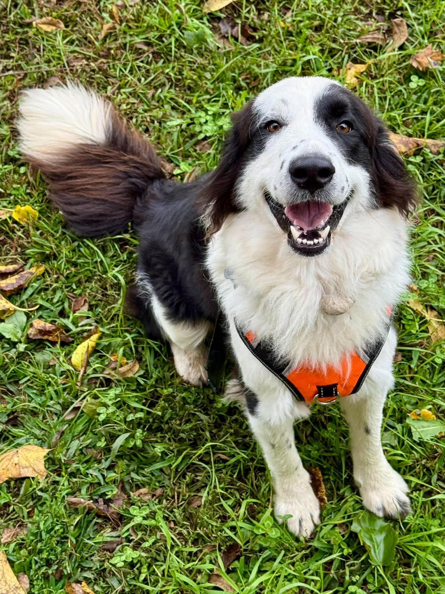 Enlarge Domino, a Adoptable Border Collie in Livonia, MI image 3/3