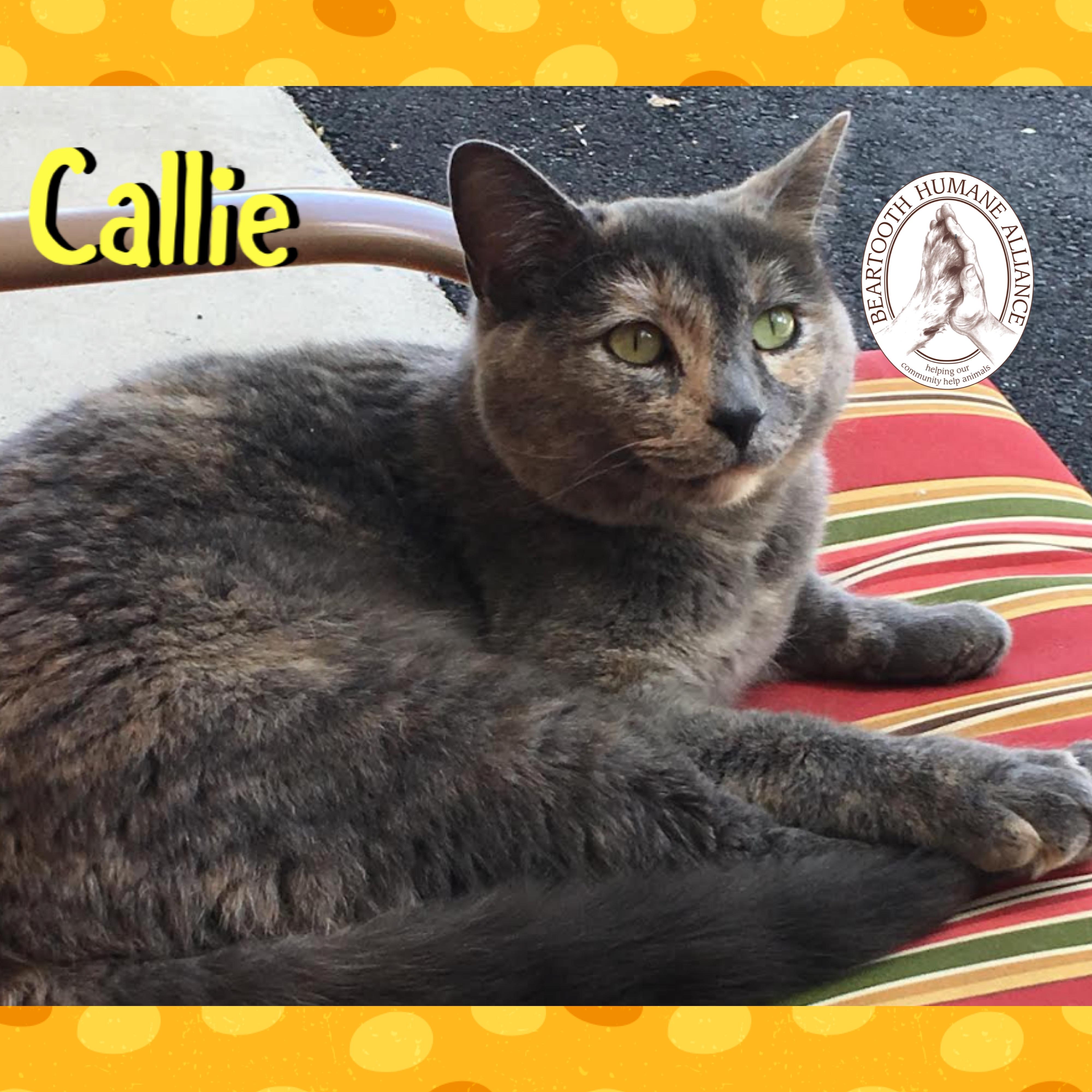Callie, ADOPTABLE, Senior Female Domestic Short Hair.