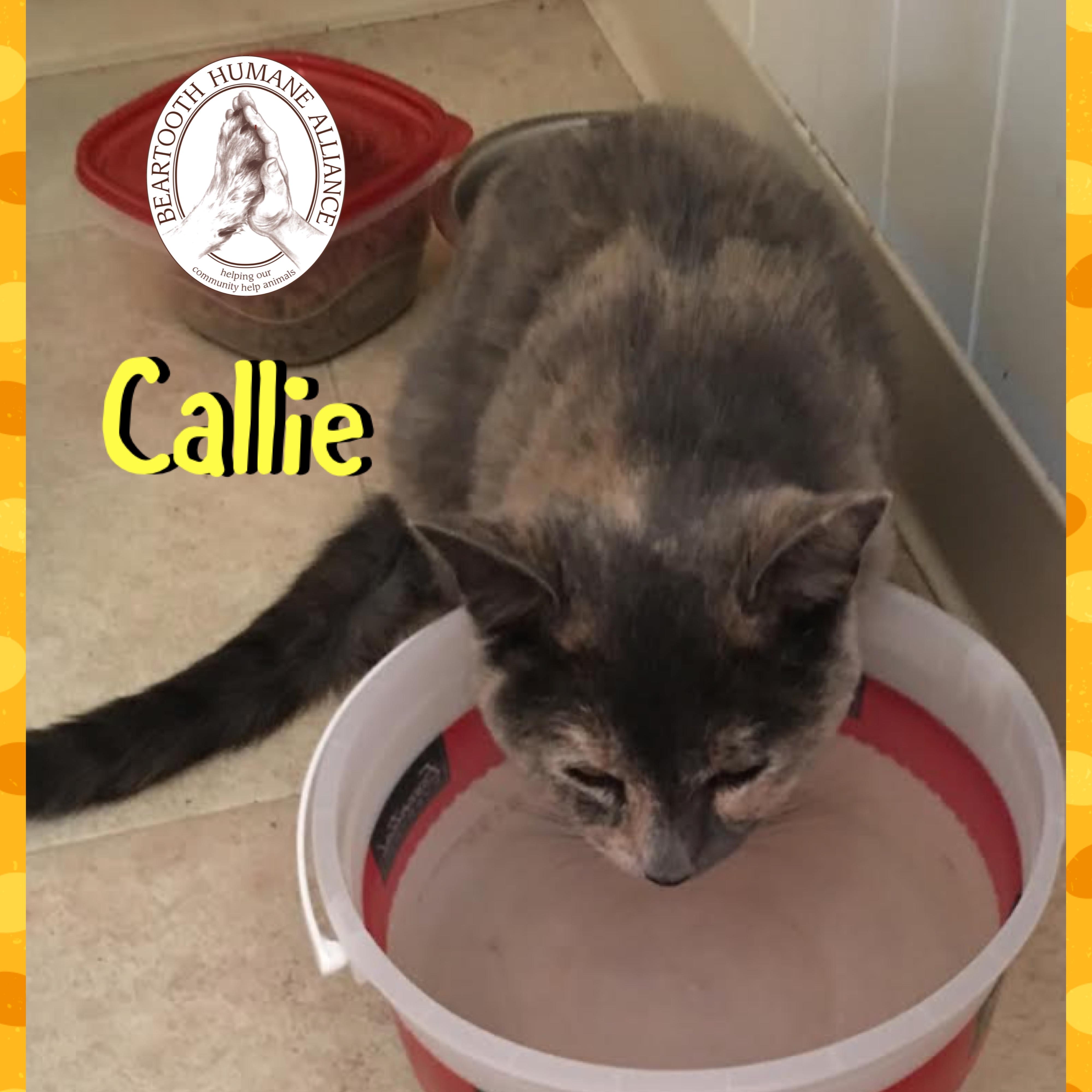 Enlarge Callie, a ADOPTABLE mixed breed in Red Lodge, MT image 4/4