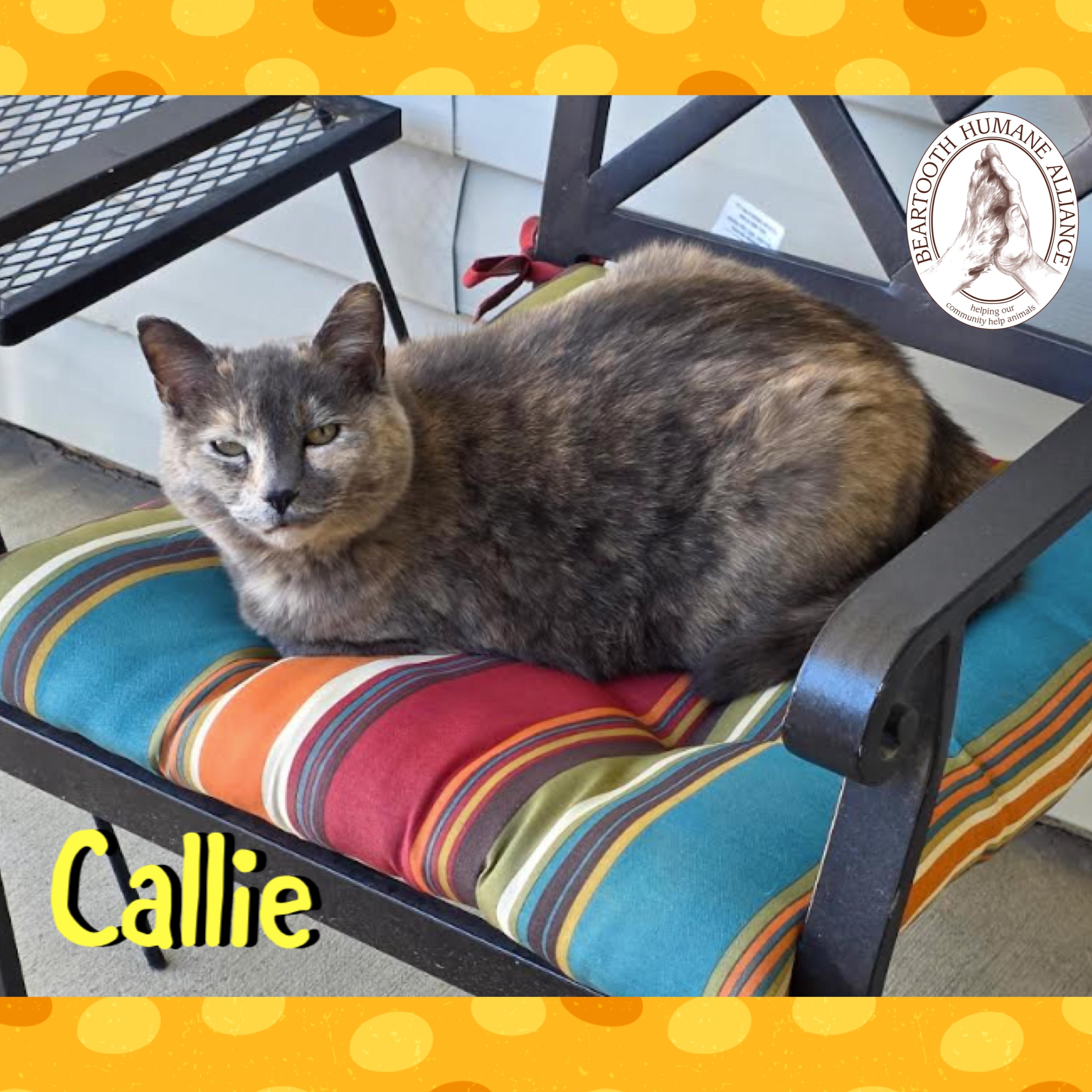 Enlarge Callie, a ADOPTABLE mixed breed in Red Lodge, MT image 2/4