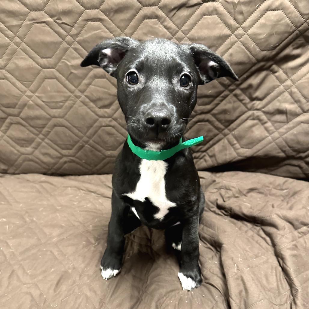 Ivy, Adoptable, Young Female Border Collie.