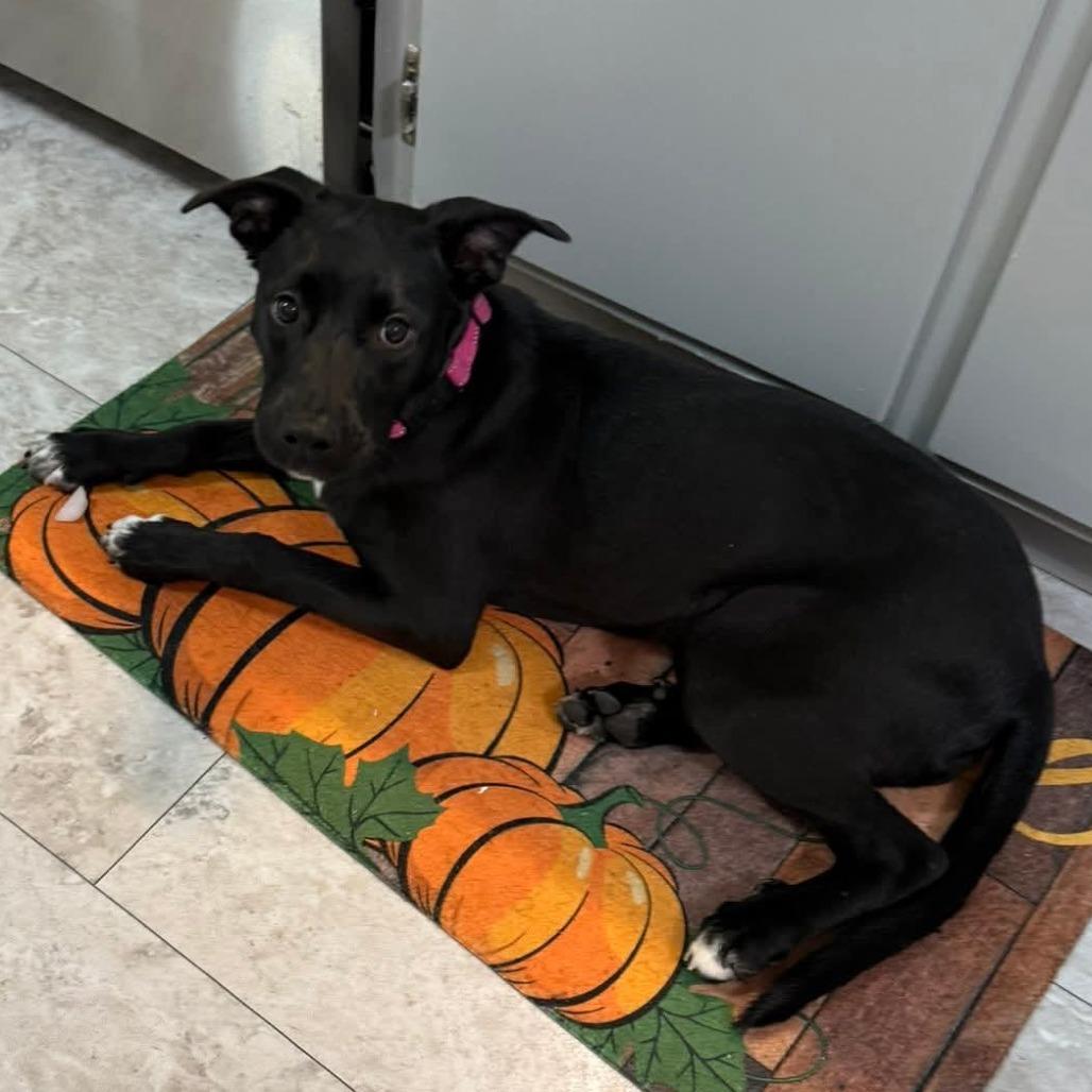 Enlarge Ivy, a Adoptable Border Collie in Muscatine, IA image 3/6