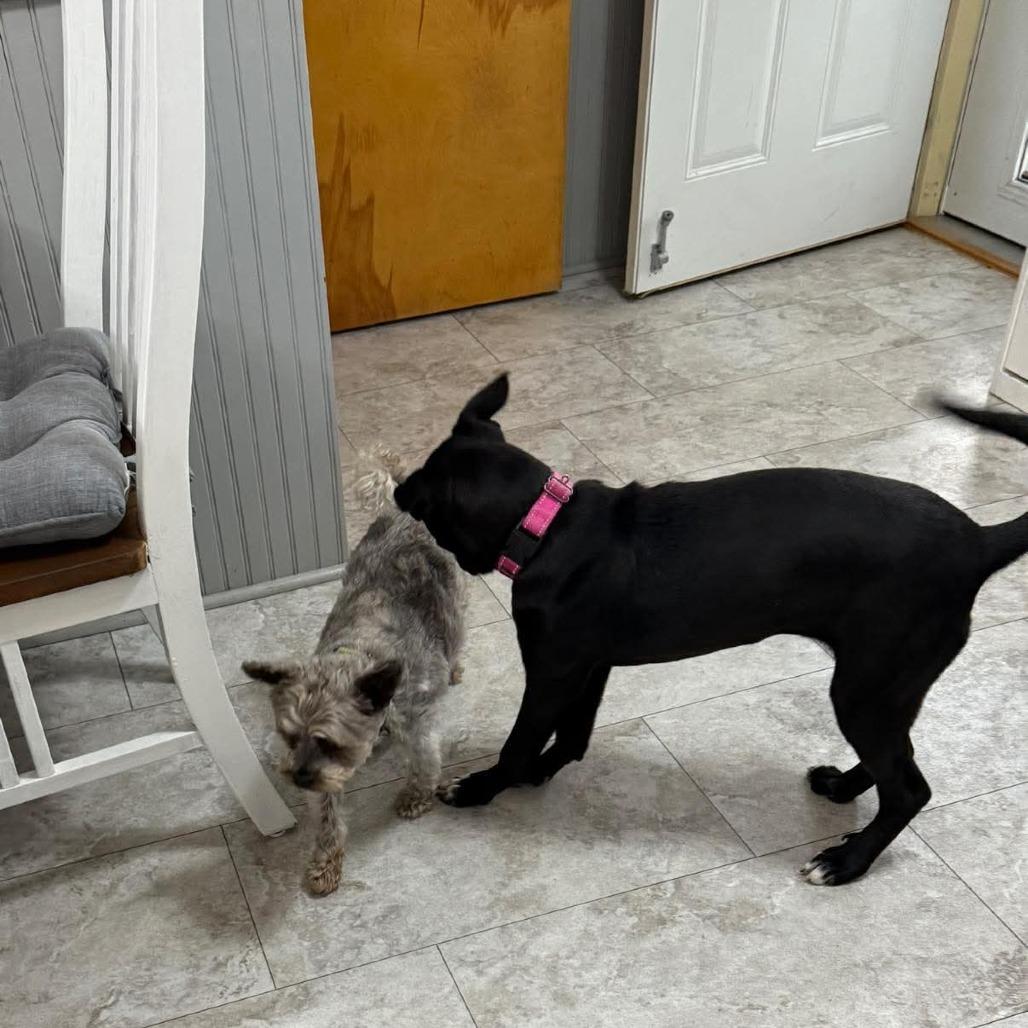 Enlarge Ivy, a Adoptable Border Collie in Muscatine, IA image 6/6