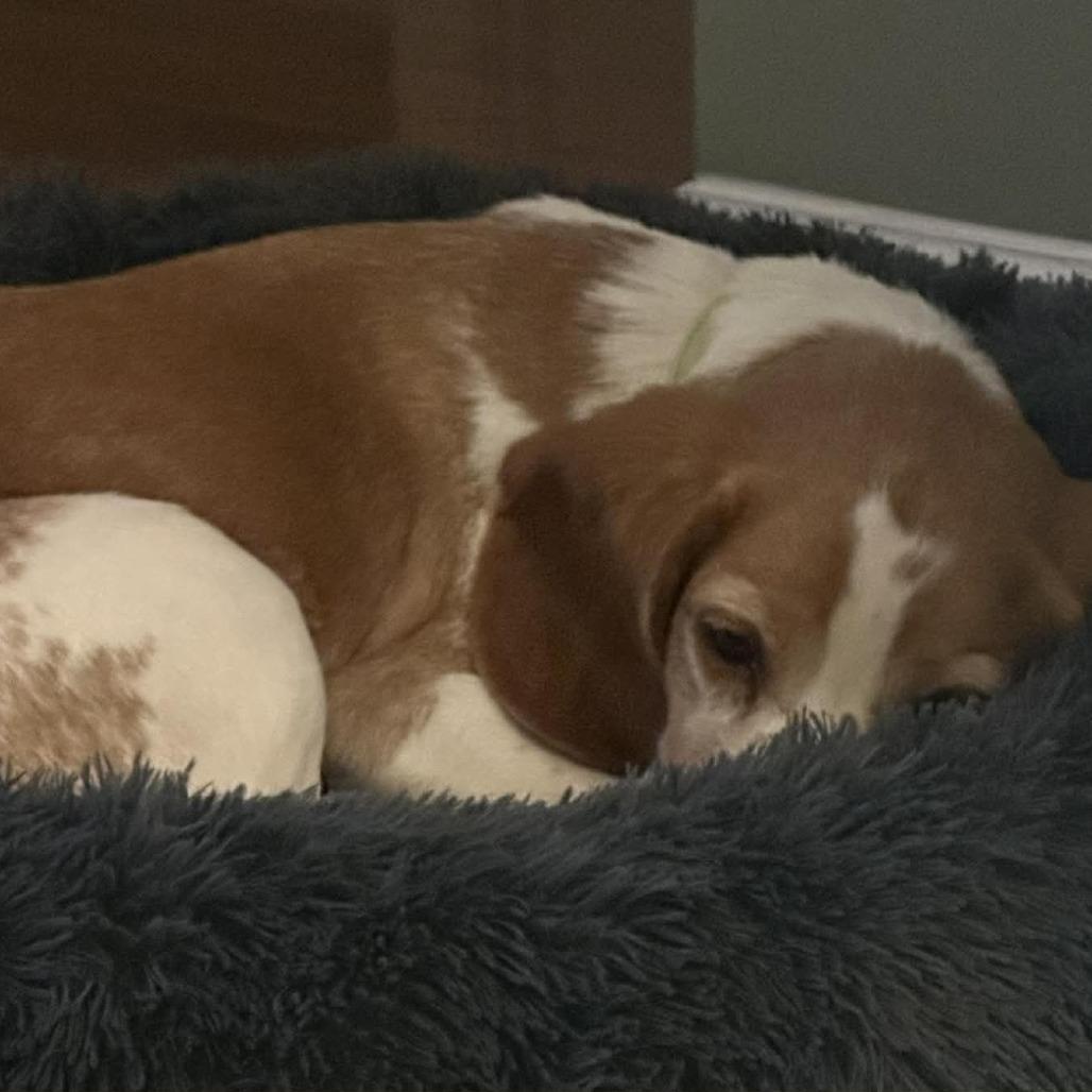 Freddie Mercury thumbnail 4