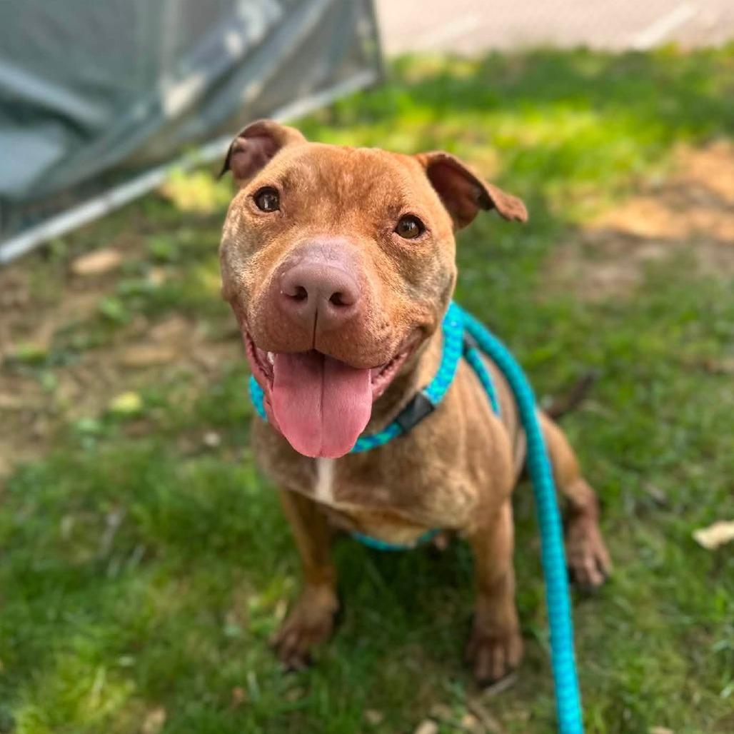 "Viola", Adoptable, Adult Female Staffordshire Bull Terrier.