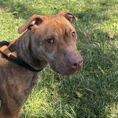 "Viola", Adoptable, Adult Female Staffordshire Bull Terrier.
