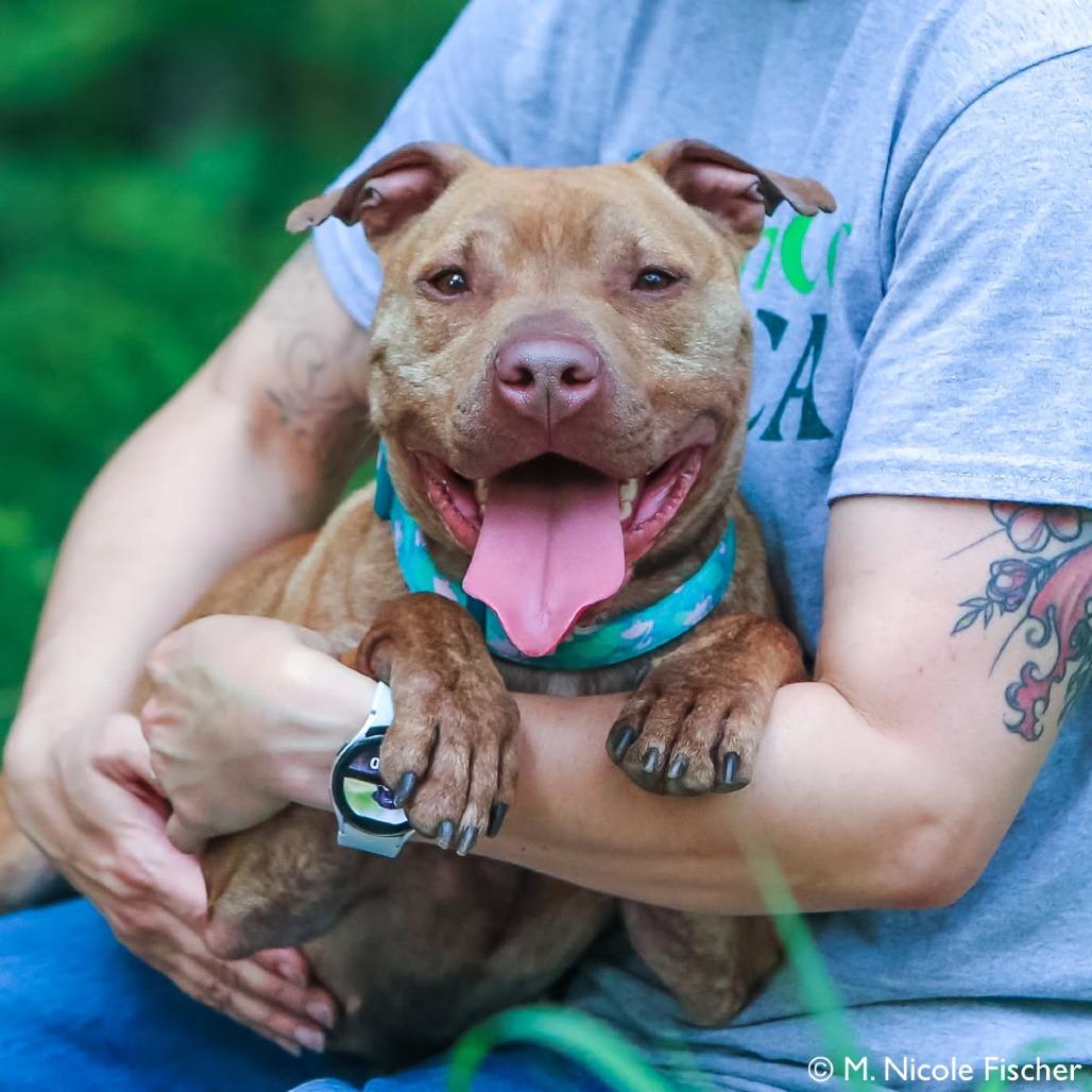"Viola", a Adoptable Staffordshire Bull Terrier in Conshohocken, PA image 2/6