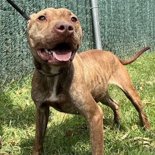 "Viola", a Adoptable Staffordshire Bull Terrier in Conshohocken, PA image 3/6