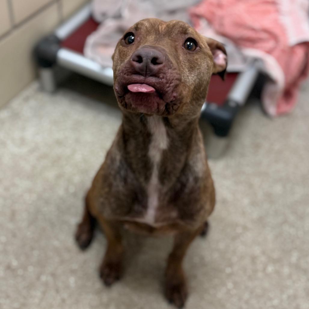 "Viola", a Adoptable Staffordshire Bull Terrier in Conshohocken, PA image 4/6