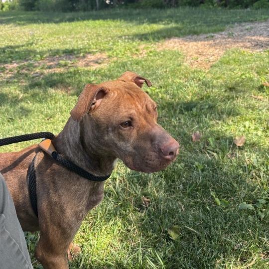 "Viola", a Adoptable Staffordshire Bull Terrier in Conshohocken, PA image 5/6