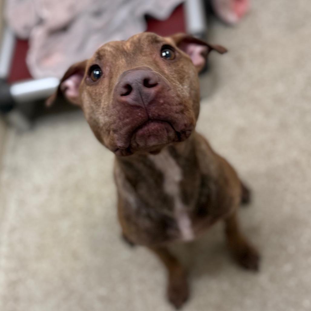 "Viola", a Adoptable Staffordshire Bull Terrier in Conshohocken, PA image 6/6