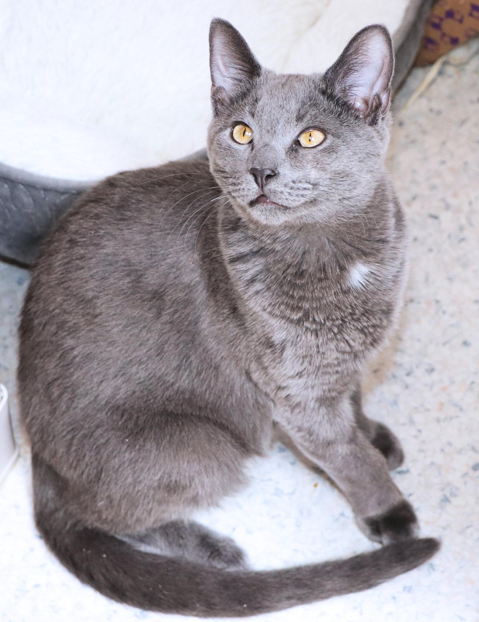 John, a ADOPTABLE Domestic Short Hair in Cincinnati, OH image 2/3