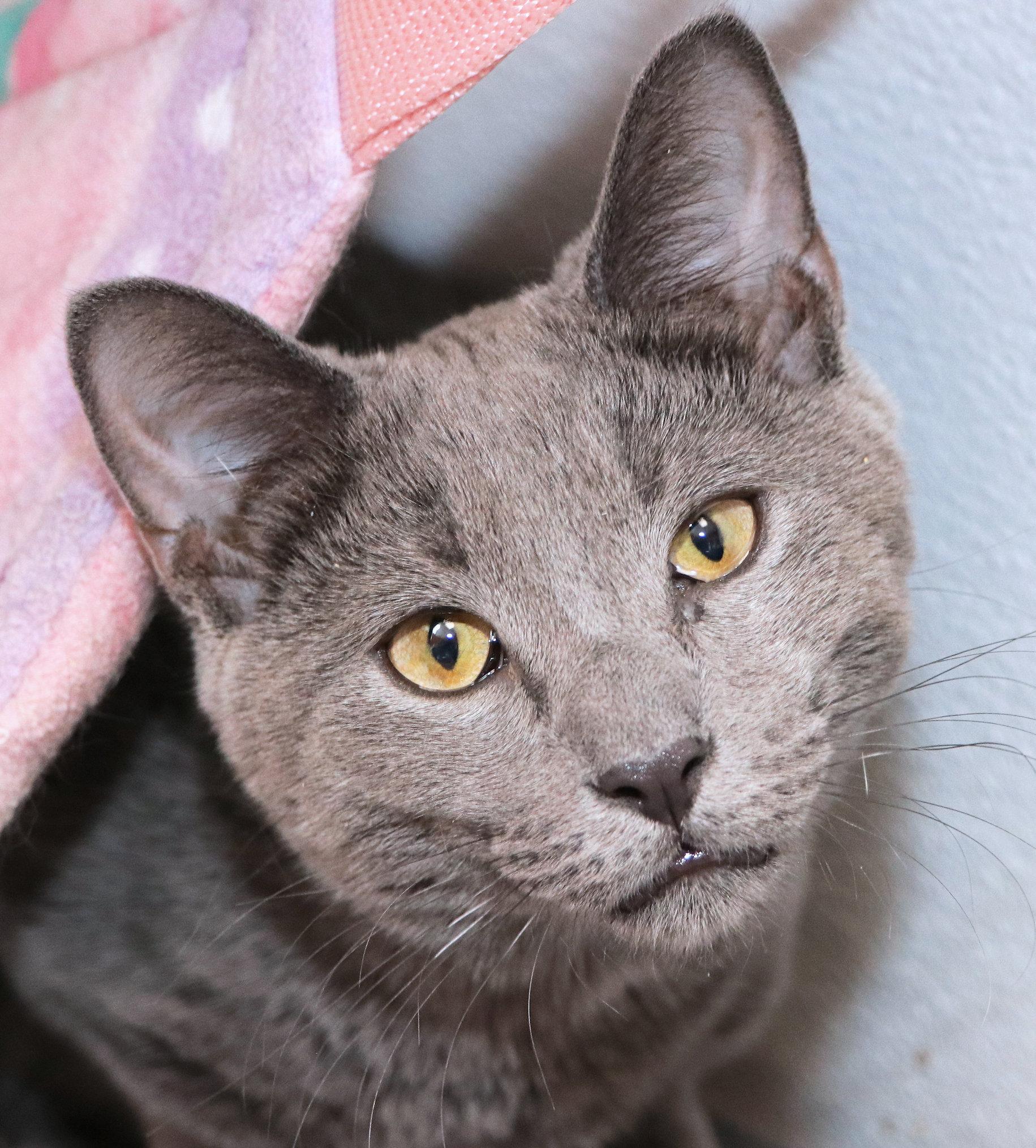 John, a ADOPTABLE Domestic Short Hair in Cincinnati, OH image 1/3