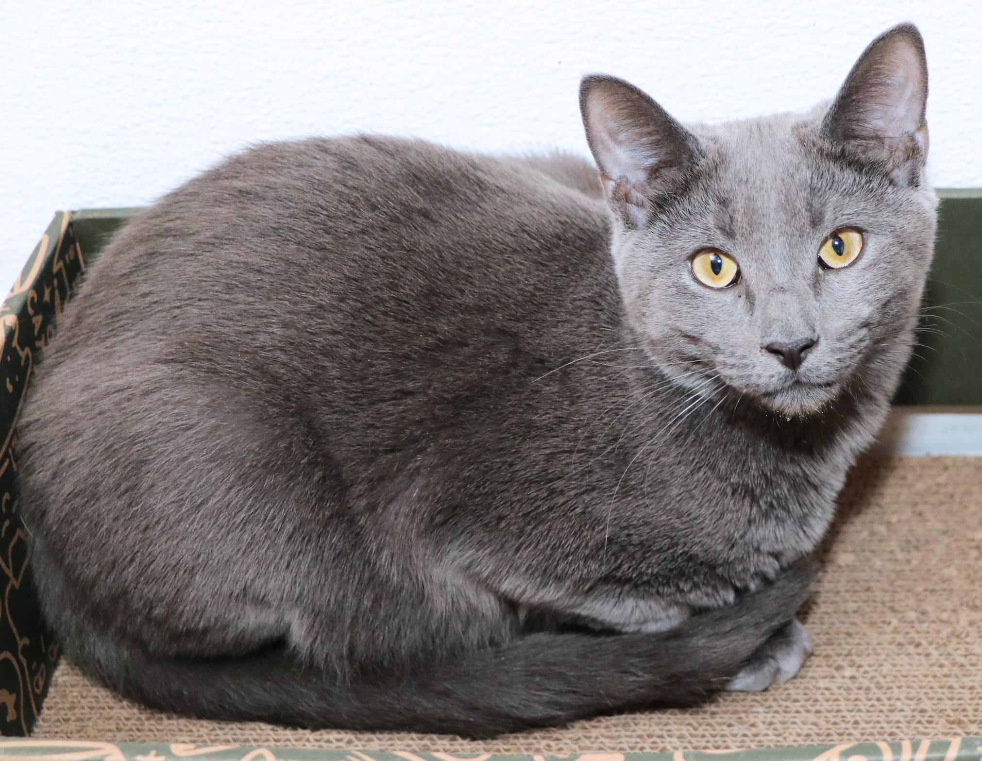 John, a ADOPTABLE Domestic Short Hair in Cincinnati, OH image 3/3
