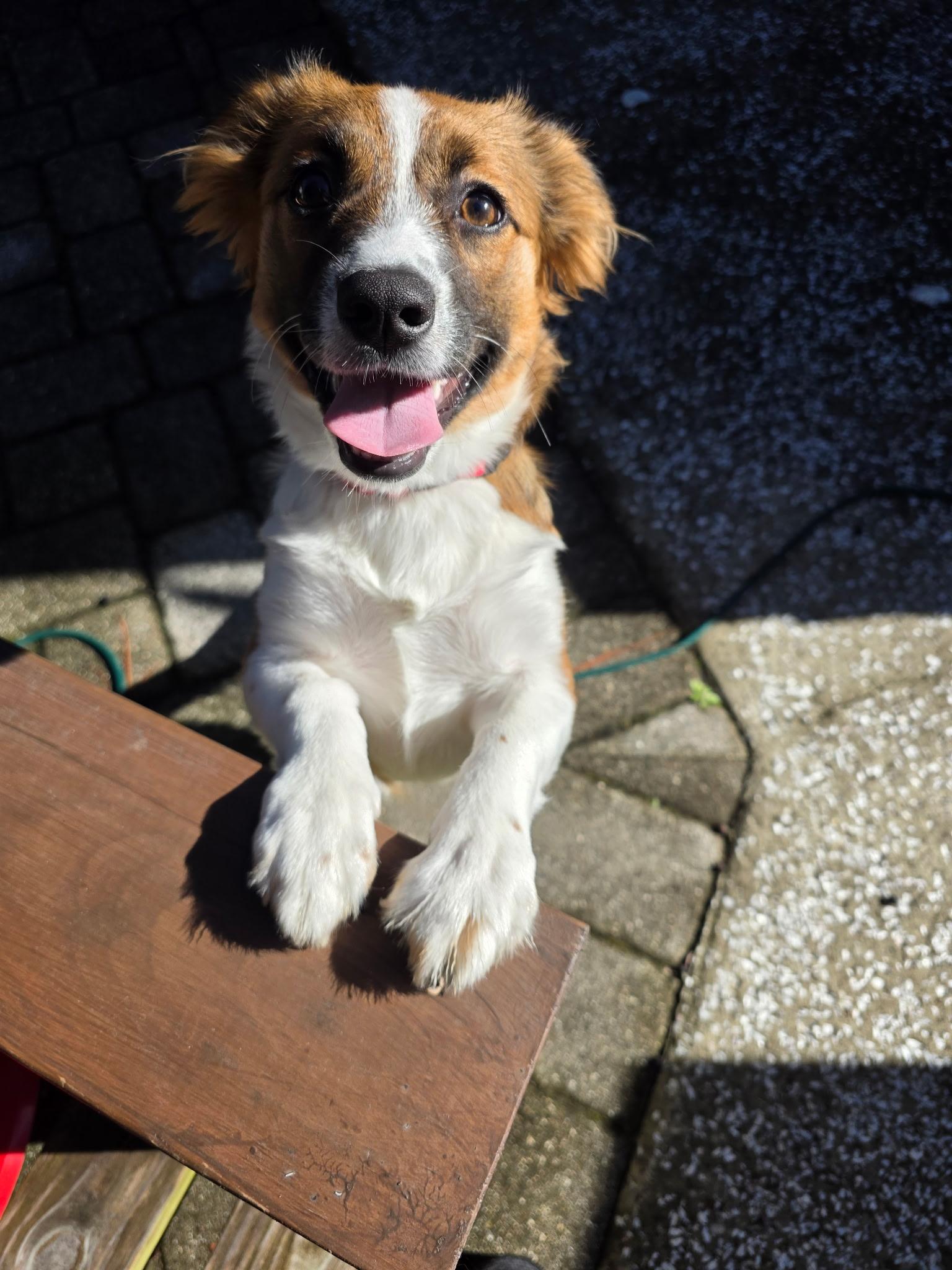 Dixie, a ADOPTABLE mixed breed in MYRTLE BEACH, SC image 2/2