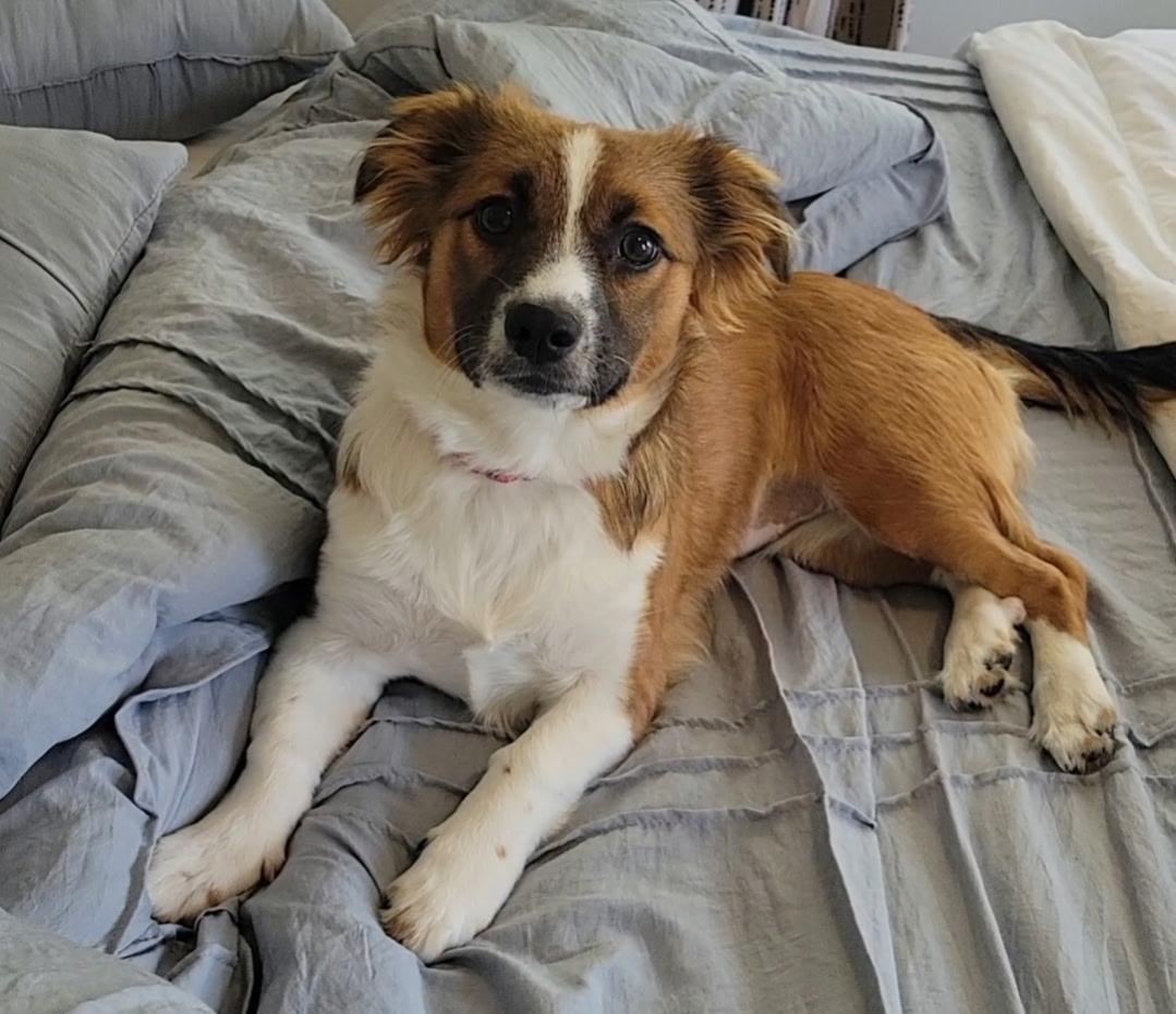 Dixie, a ADOPTABLE mixed breed in MYRTLE BEACH, SC image 1/2