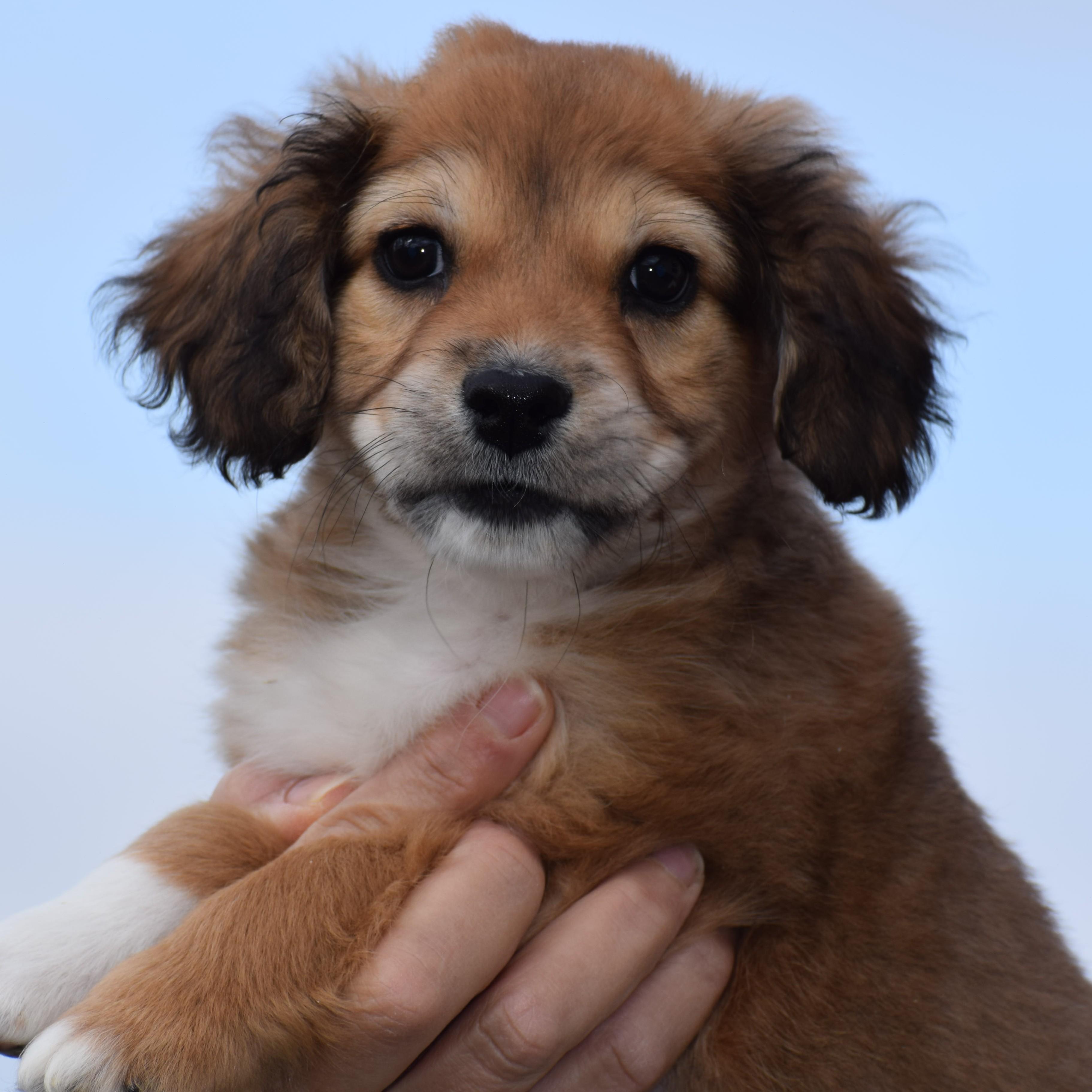 Enlarge 206Nola, an adopted mixed breed in Frederick, MD image 4/6