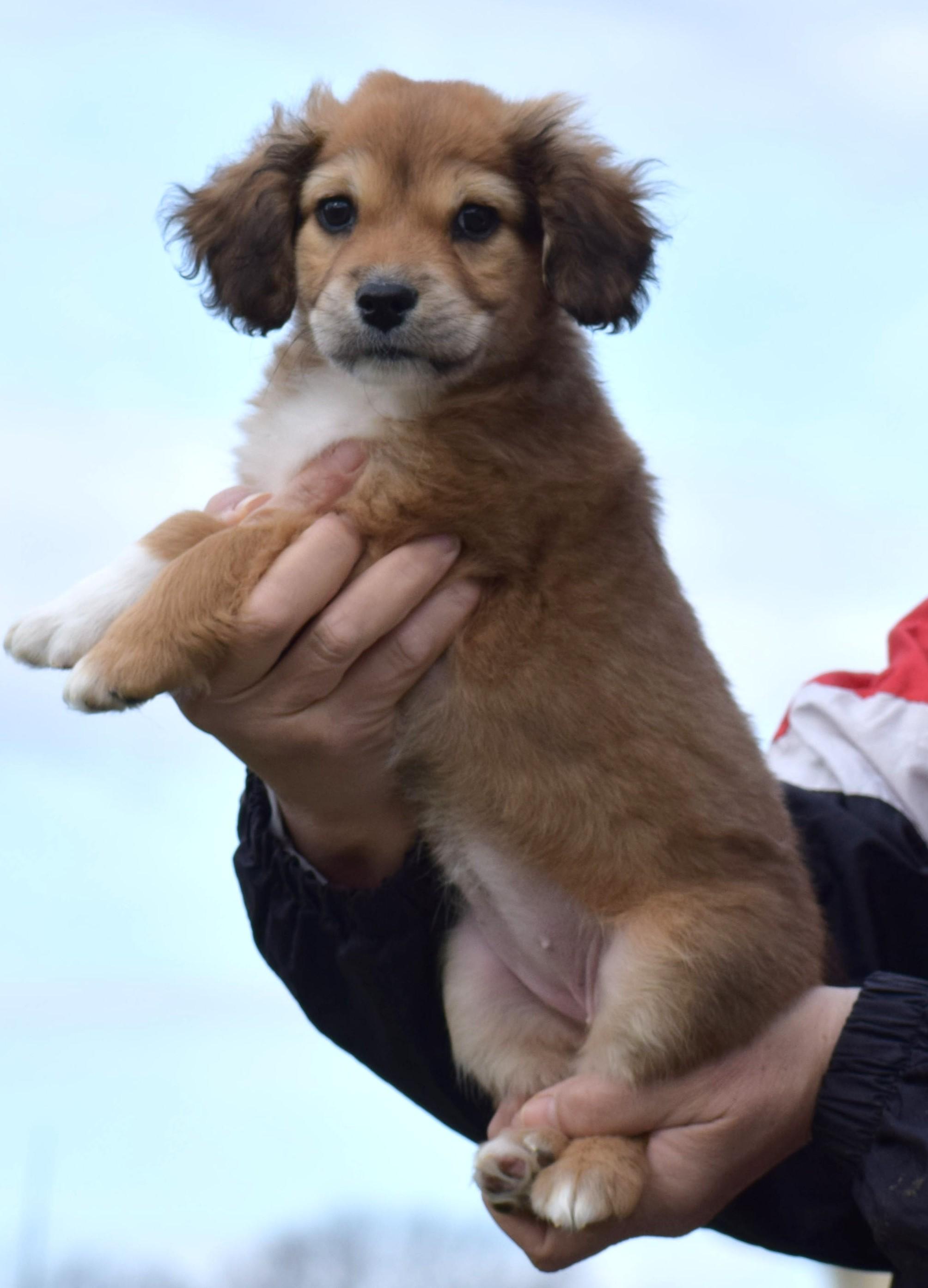 Enlarge 206Nola, an adopted mixed breed in Frederick, MD image 6/6